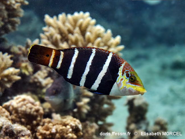 Hemigymnus_fasciatus-010elmo