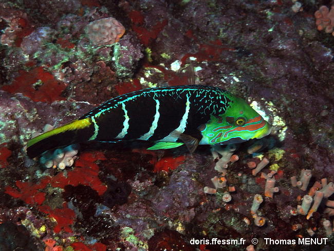 Hemigymnus_fasciatus-040thme1