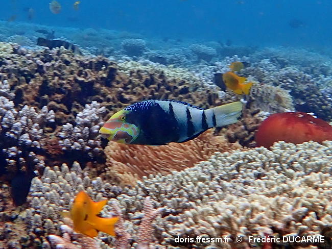 Hemigymnus_fasciatus-050frdu