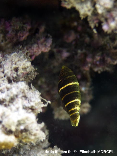 Hemigymnus_fasciatus-060elmo