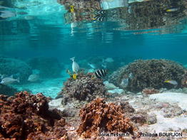 Hemigymnus_fasciatus-070phbo