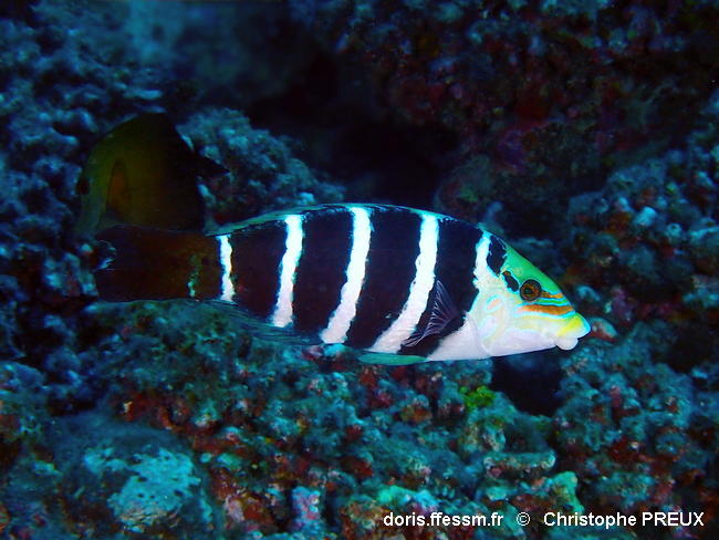 Hemigymnus_fasciatus-120chpr