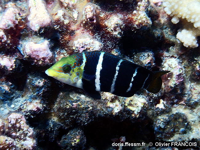 Hemigymnus_fasciatus-130olfr