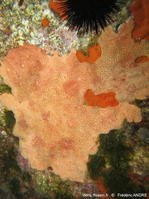 Hemimycale mediterranea-fran15