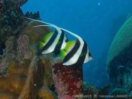 heniochus_acuminatus-vl1