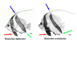 heniochus_acuminatus