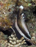 heniochus_chrysostomus-vl2