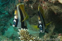 heniochus_monoceros_ap1