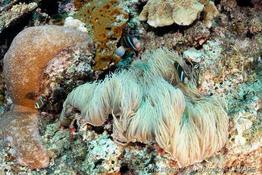 heteractis_crispa-vl1
