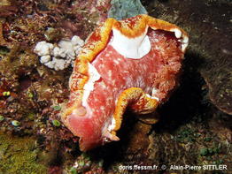 Hexabranchus_lacer-apsi120