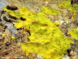 hexadella_pruvoti-crypta-fa273b