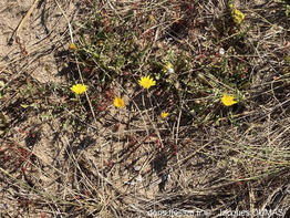 hieracium_eriophorum-jd01