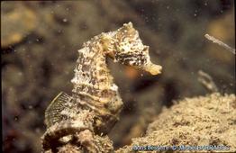 hippocampus-hippocampus-1