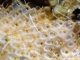 Hippopleurifera_pulchra-pico