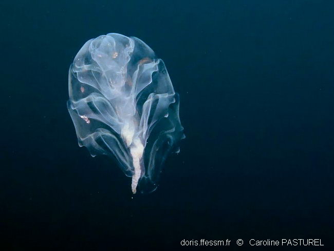 Siphonophore fer à cheval