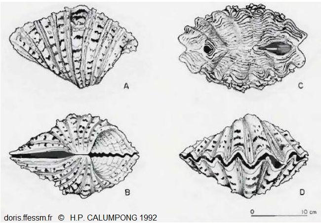 Hippopus_hippopus_cth_01