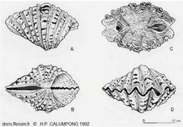 Hippopus_hippopus_cth_01