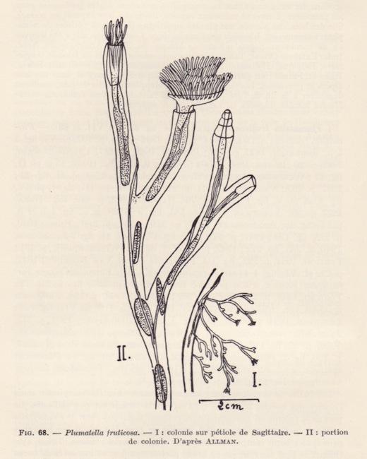 hirosella_fruticosa-allman1844