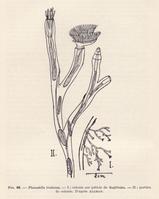 hirosella_fruticosa-allman1844