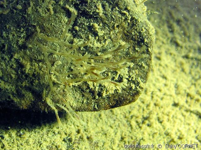 hirosella_fruticosa-dco-01