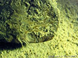 hirosella_fruticosa-dco-01