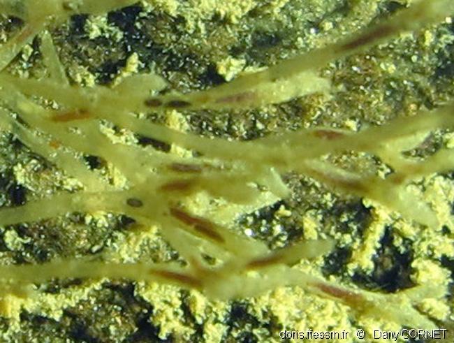 hirosella_fruticosa-dco-02