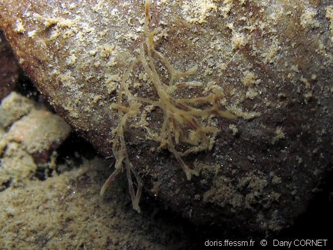 hirosella_fruticosa-dco-04