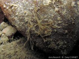 hirosella_fruticosa-dco-04