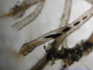 hirosella_fruticosa-FBolze-02