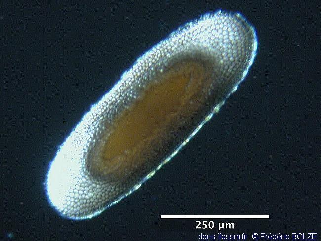 hirosella_fruticosa-FBolze-06