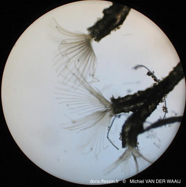 hirosella_fruticosa-mvdw-mic_1