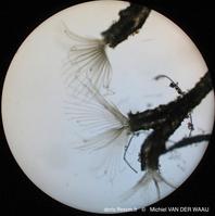 hirosella_fruticosa-mvdw-mic_1