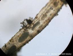 hirosella_fruticosa-mvdw-mic_6b