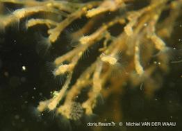 hirosella_fruticosa-mvdw1