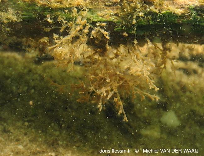 hirosella_fruticosa-mvdw2