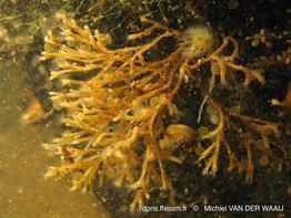 hirosella_fruticosa-mvdw5b