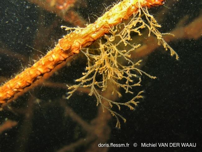 hirosella_fruticosa-mvdw7