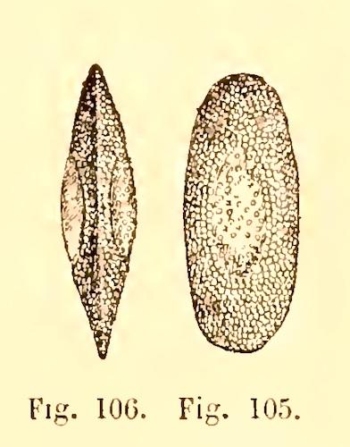 hirosella_fruticosa-statoblaste-jjullien1885
