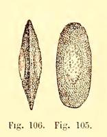 hirosella_fruticosa-statoblaste-jjullien1885
