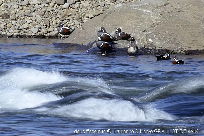 Histrionicus_histrionicus-3