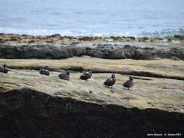 Histrionicus_histrionicus-kf03