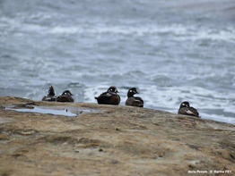 Histrionicus_histrionicus-kf06