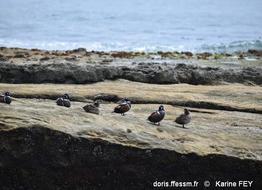 histrionicus_histrionicus-kf10