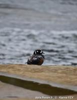 histrionicus_histrionicus-kf3