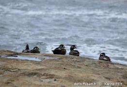 histrionicus_histrionicus-kf9