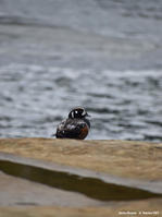 Histrionicus_histrionnicus-kf12