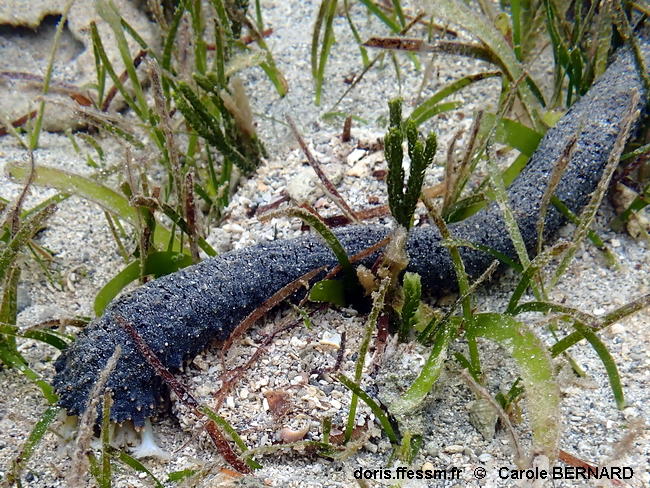 Holothuria_(Acanthotrapeza)_coluber-cabe001