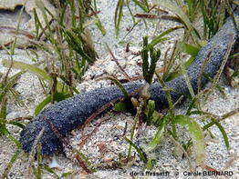 Holothuria_(Acanthotrapeza)_coluber-cabe001