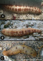 holothuria_arenicola-phbo05