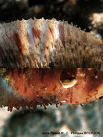 holothuria_arenicola-phbo06